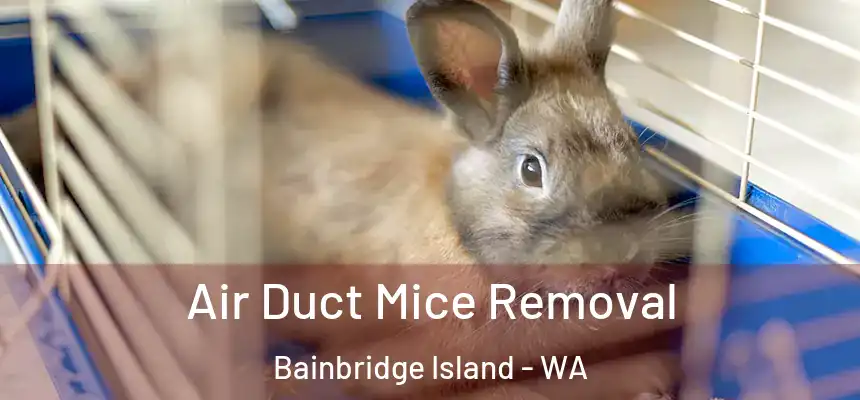  Air Duct Mice Removal Bainbridge Island - WA