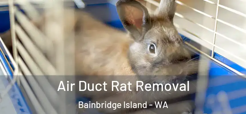  Air Duct Rat Removal Bainbridge Island - WA