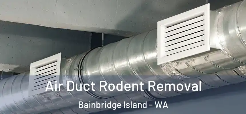  Air Duct Rodent Removal Bainbridge Island - WA
